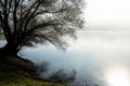 Misty lake and bare tree in autumn morning Royalty Free Stock Photo