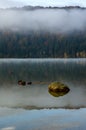 Misty lake with forest in the background Royalty Free Stock Photo