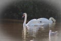 Two swans on a misty lake