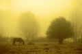 Misty landscape Royalty Free Stock Photo