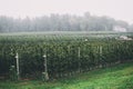 Misty landscape of an apple orchard Royalty Free Stock Photo