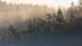 Misty landscape with fir forest. Fog over spruce forest trees at early morning. Spruce trees in autumn foggy scenery Royalty Free Stock Photo