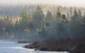 Misty landscape with fir forest. Fog over spruce forest trees at early morning. Spruce trees in autumn foggy scenery Royalty Free Stock Photo