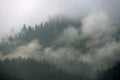 Fog over spruce forest trees at early morning. Royalty Free Stock Photo