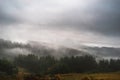 Misty landscape with fir forest