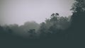 Misty landscape with fir forest in hipster vintage retro style. Fairy tale spooky looking woods in a misty day. Cold foggy morning