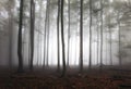 Misty landscape with fir forest at mist, Foggy trees Royalty Free Stock Photo