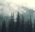 Misty landscape , Fog in the spruce forest in the mountains after rain Royalty Free Stock Photo