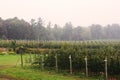 A misty landscape of a New England apple orchard