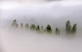 Poplar trees in mist