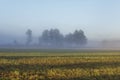 Misty landscape with trees and meadow in Poland Royalty Free Stock Photo