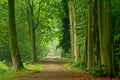 Misty lanes of trees in a green spring forest in Kalmthout Royalty Free Stock Photo