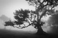 Misty landscape with Til trees in Fanal, Madeira island, Portugal