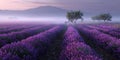Misty Lavender Fields Serene Sunrise Landscape Royalty Free Stock Photo