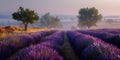 Misty Lavender Fields at Sunrise A Serene Landscape Royalty Free Stock Photo