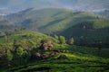 Misty Lockhart Tea Park and estate in the early morning, Munnar, Kerala, India Royalty Free Stock Photo
