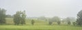 misty meadow with cows and trees in french natural park boucles de la seine between rouen and le havre in summer