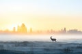 misty meadow with elk silhouette at dawn Royalty Free Stock Photo