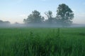 Misty meadow spring at sunrise Royalty Free Stock Photo