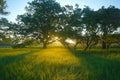 Misty meadow spring at sunrise Royalty Free Stock Photo