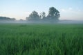 Misty meadow spring at sunrise Royalty Free Stock Photo