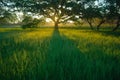 Misty meadow spring at sunrise Royalty Free Stock Photo