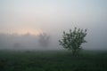 Misty meadow spring at sunrise Royalty Free Stock Photo