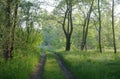 Misty meadow spring at sunrise Royalty Free Stock Photo