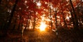 Misty Moments: Sunbeams Grace the Autumn Leaves at Dawn