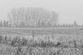 Misty Monochrome Tree Line Landscape