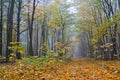 Misty morning in autumn forest