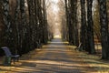 A misty morning autumn landscape, an old park foggy alley. Great oak tree city park alley Royalty Free Stock Photo