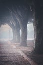 A misty morning autumn landscape, an old park foggy alley. Royalty Free Stock Photo