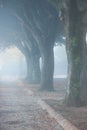 autumn landscape, an old park foggy alley. Great oak tree park alley Royalty Free Stock Photo