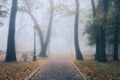 A misty morning autumn landscape, old park foggy alley. Great oak tree city park alley Royalty Free Stock Photo