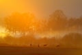 Misty morning with birds. Common Crane, Grus grus, big bird in the nature habitat, Lake Hornborga, Sweden. Wildlife scene from Eur Royalty Free Stock Photo