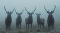 Misty morning deer, four in a row Royalty Free Stock Photo