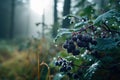 Misty morning dew clings to wild blackberries in a serene forest clearing