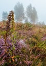 Misty morning dew on mountain meadow Royalty Free Stock Photo