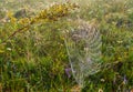 Misty morning dew on mountain meadow Royalty Free Stock Photo