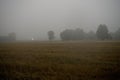 Misty morning field