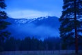 Misty morning with firs and aspens, snow in background