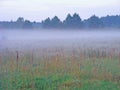Misty morning / fog on meadow