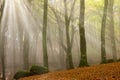 Misty morning in foggy wood