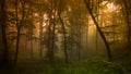 A misty forest near the town of Pazardjik