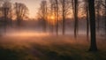 misty morning in the forest sunrise light nature and mist in spring, Lithuanian nature