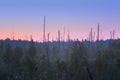 Misty Morning In The Forest Swamp Royalty Free Stock Photo