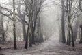 Misty morning in Hampstead Heath, London