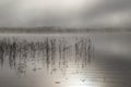 Misty morning by the lake