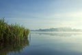 Misty morning on the lake. Forest reflected in the calm water. Reed in the foreground. Royalty Free Stock Photo